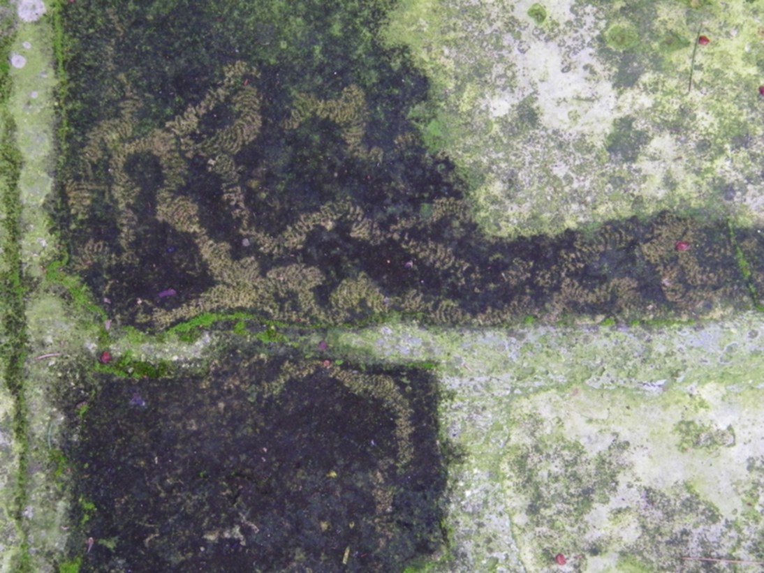  misteriosi disegni visibili solo dallalto 